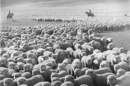Arreo de ovejas en Tierra del Fuego, hacia 1950