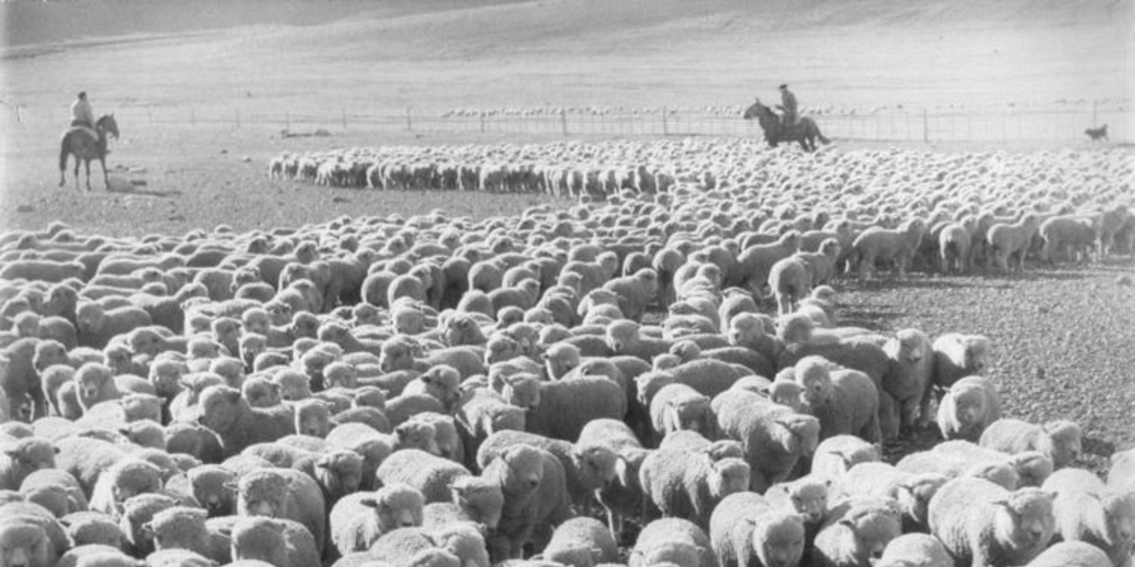 Arreo de ovejas en Tierra del Fuego, hacia 1950