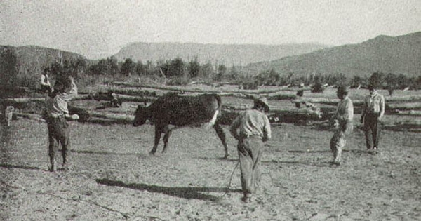 Campesinos enlazando una vaquilla, valle del río Tranquilo, Aysén, hacia 1935