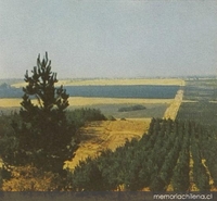 Programa forestal de Corfo, hacia 1960