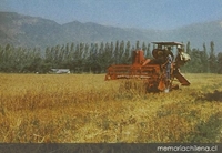 Segadora en Aculeo, hacia 1960