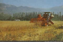 Segadora en Aculeo, hacia 1960