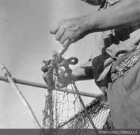Redes de pesca, hacia 1960