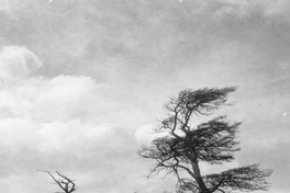 Árboles, hacia 1960