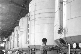 Manufactura y refinación de la producción de azúcar en la industria Iansa, Los Ángeles, hacia 1965