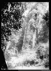 Bosque, entre 1906 y 1919