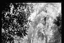 Bosque, entre 1906 y 1919