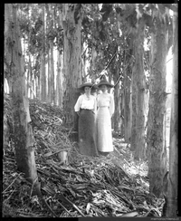 Mujeres en un bosque, ca. 1900