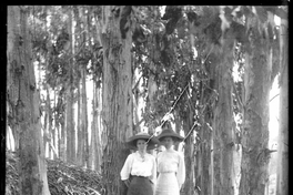 Mujeres en un bosque, ca. 1900