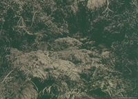 Flora local, ca. 1906
