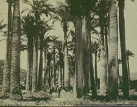Bosque de palmeras, ca. 1906