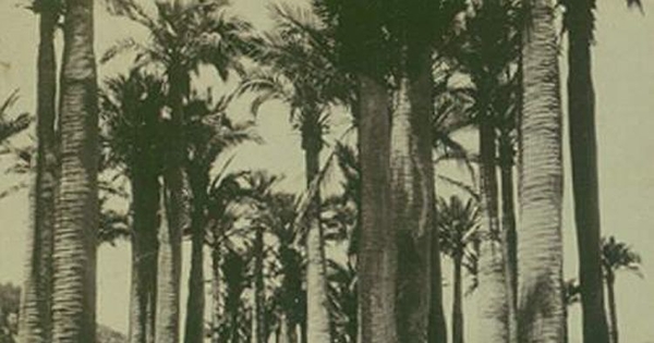 Bosque de palmeras, ca. 1906
