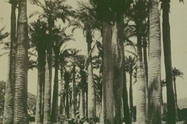 Bosque de palmeras, ca. 1906