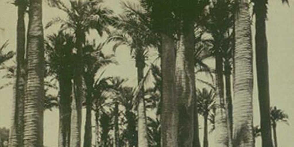 Bosque de palmeras, ca. 1906