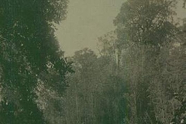 Vista de bosque, ca. 1906