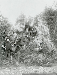 Alerce gigante en el camino entre Puerto Montt y Puerto Varas, hacia mediados del siglo XIX