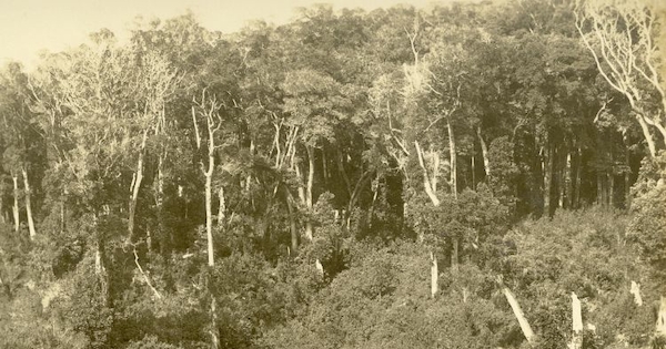 Bosque nativo, siglo XX