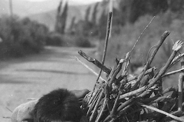 Niño transportando leña