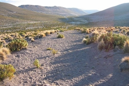 Camino despejado en el sector de Quebe, I Región de Tarapacá