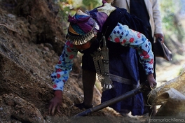 Mujer mapuche recolectando hongos y hierbas medicinales