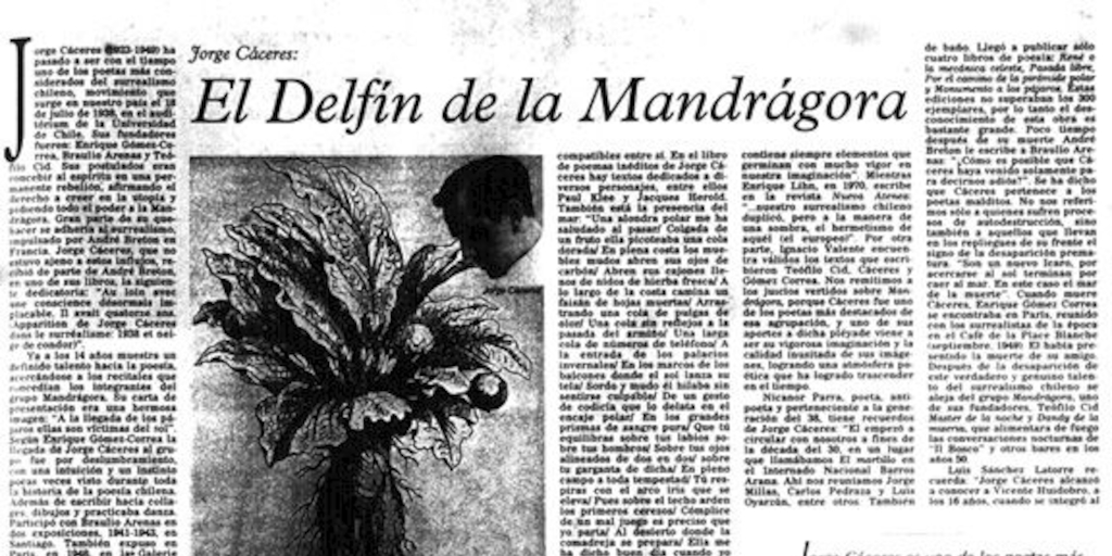 El delfín de la mandrágora