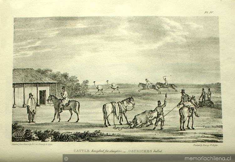 Cattle haughed to slaughter ; Ostrich balled