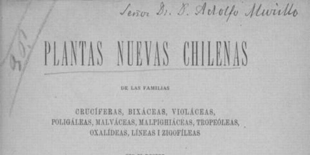Plantas nuevas chilenas de las familias crucíferas, bixáceas, violáceas, poligáleas