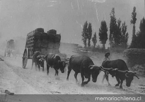 Campesino llevando carreta de bueyes, hacia 1906