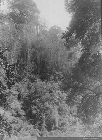 Bosques de Puerto Montt, 1906