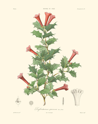 Planta Desfontainea spinosa