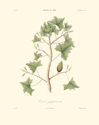 Planta Carica pyriformis