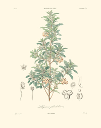 Planta Lagunosa glanducosa