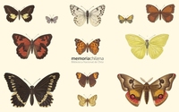 Mariposas chilenas