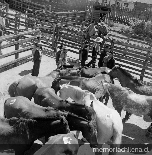 Criadero de caballos corraleros