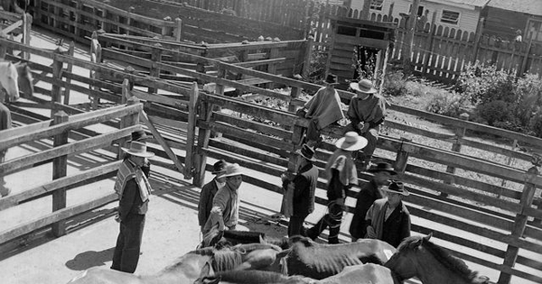 Criadero de caballos corraleros