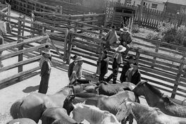 Criadero de caballos corraleros