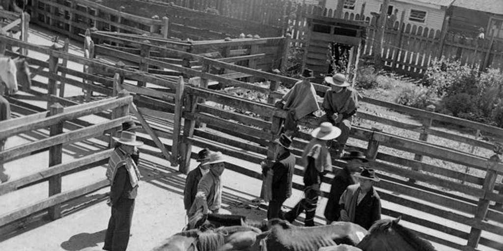 Criadero de caballos corraleros