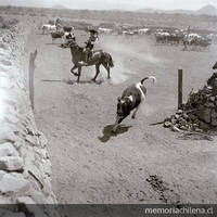 Huaso en caballo con su ganado vacuno