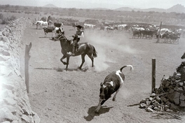 Huaso en caballo con su ganado vacuno