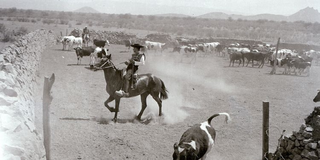 Huaso en caballo con su ganado vacuno