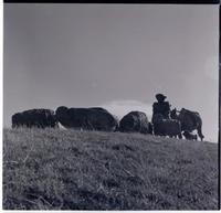 Gira al Sur de Chile, Punta Arenas (1961)