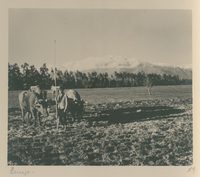 Campesino y su arado con dos bueyes, ca. 1900