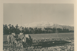 Campesino y su arado con dos bueyes, ca. 1900