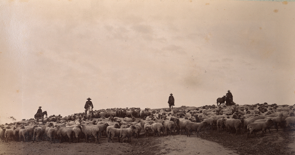 Arrieros a caballo con ganado de ovejas, hacia 1890