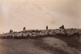 Arrieros a caballo con ganado de ovejas, hacia 1890