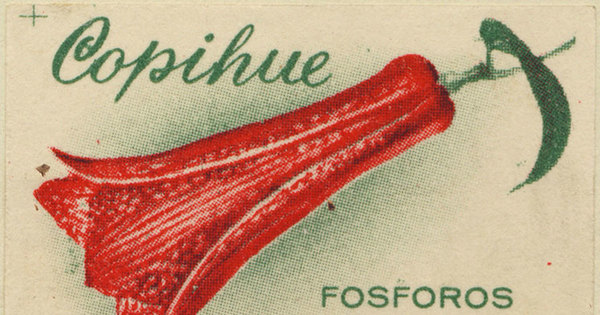 Copihue. Fósforos de lujo