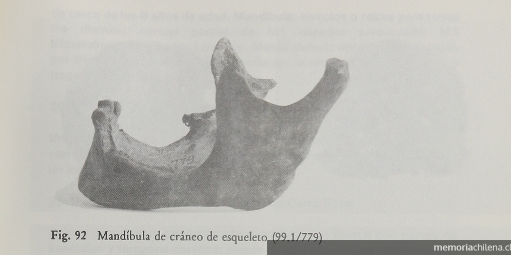 Vistas del cráneo de esqueleto 99.1/780 excavado en Cerro Sota.Viajes y arqueología en Chile austral. Ediciones de la Universidad de Magallanes, Punta Arenas. 1988.