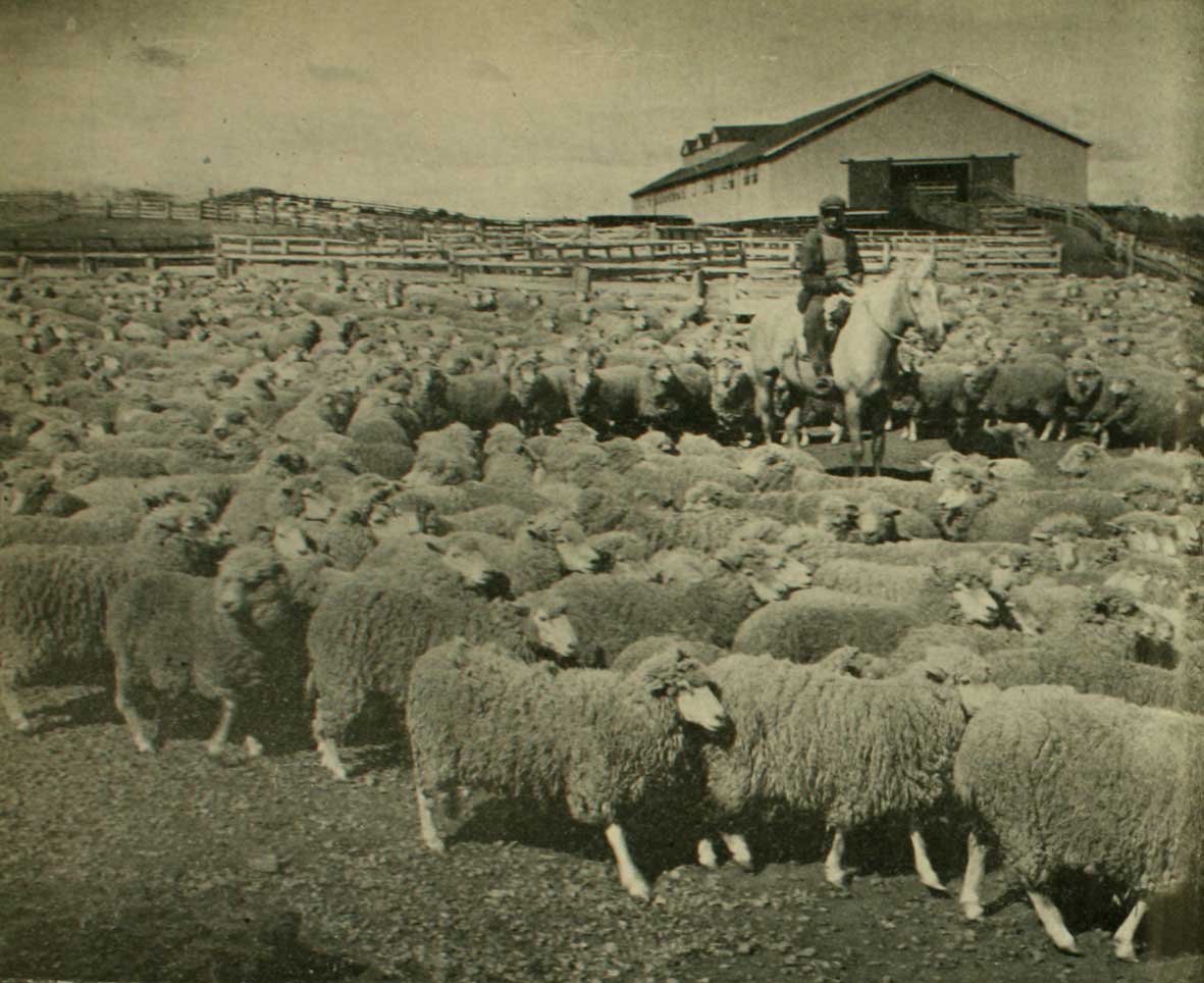 Piño de ovejas frente a un galpón de esquila, en una estancia de Magallanes, c.1940