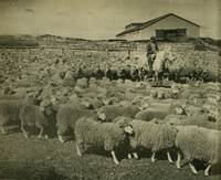 Piño de ovejas frente a un galpón de esquila, en una estancia de Magallanes, c.1940