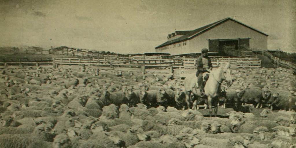 Piño de ovejas frente a un galpón de esquila, en una estancia de Magallanes, c.1940